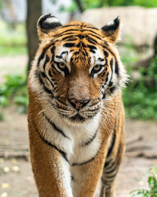 Understanding Tiger Species